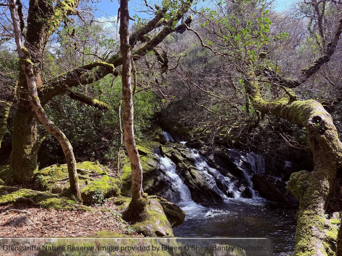 Glengarriff Nature Reserve, County Cork, Ireland
